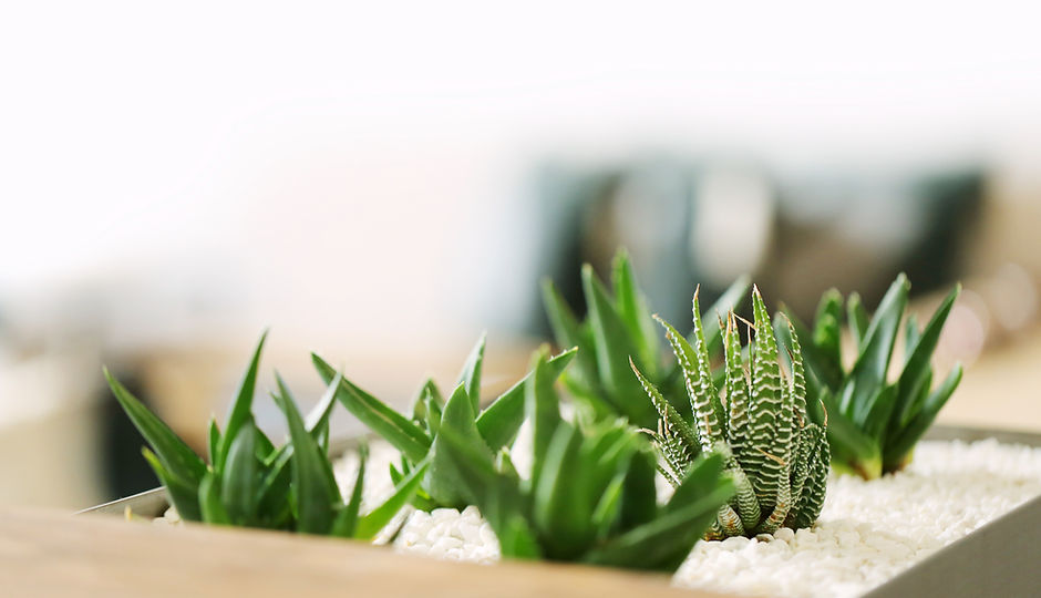 Small Green Plants