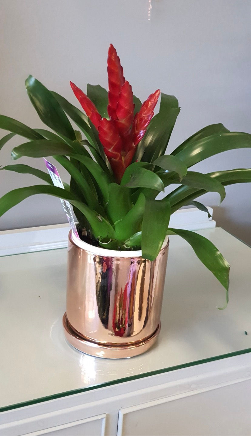 Pot Bel Electroplated Rose Gold