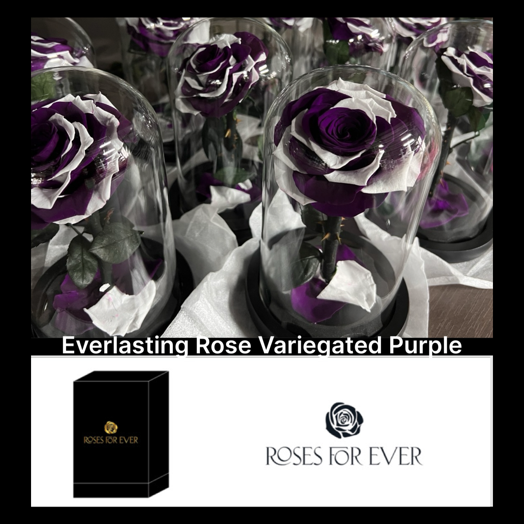 Variegated Rose Purple - Wholesale Florist Supplies Melbourne