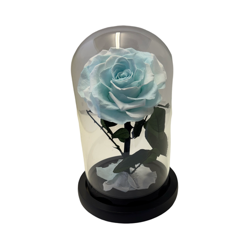 Variegated Rose Light Blue | Wholesale Florist Supplies Australia ...