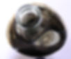 12. Petróleo Aceite de Piedra