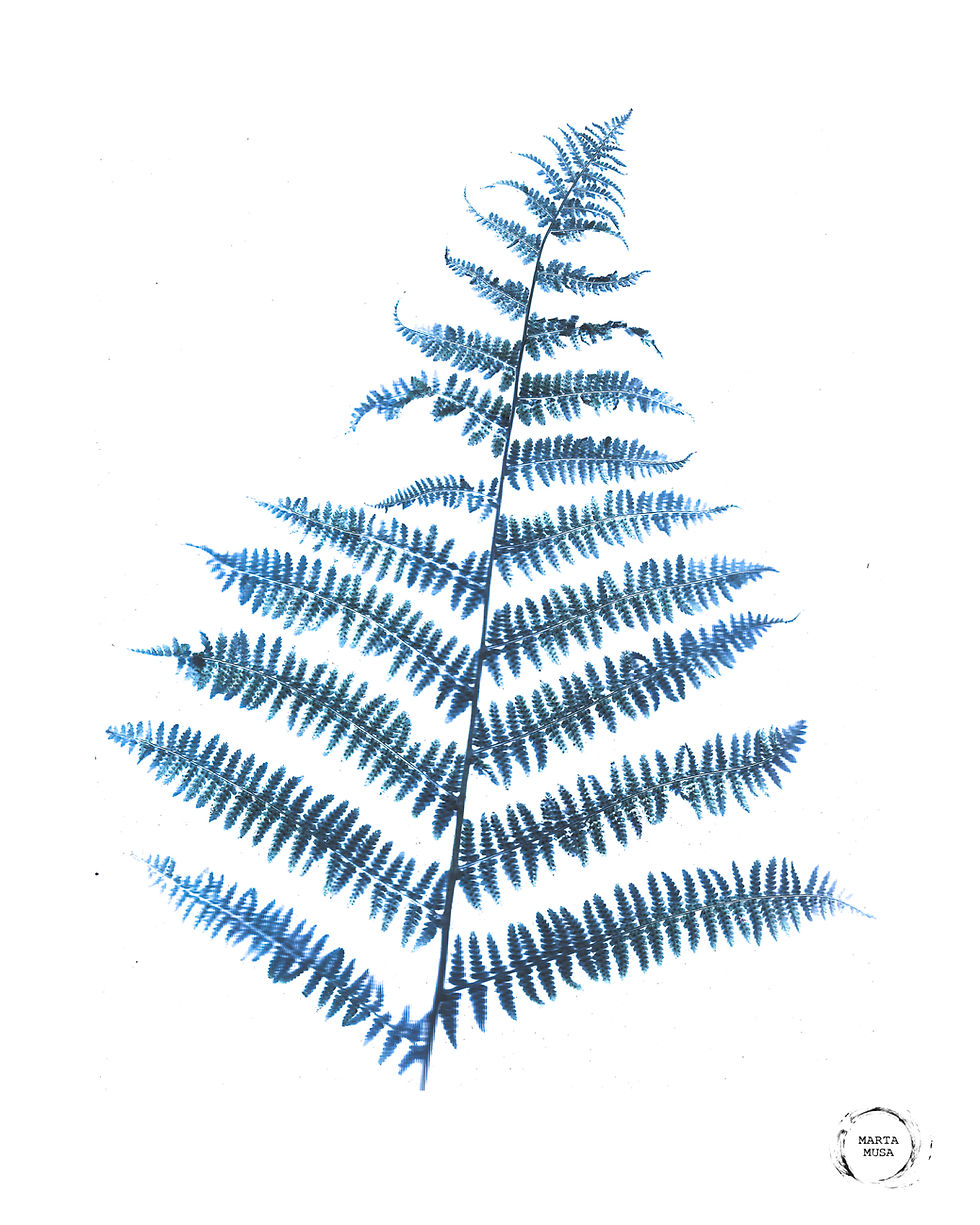An image of a blue green fern branch on a white background