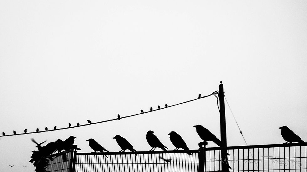 150301_Crow_2373.JPG