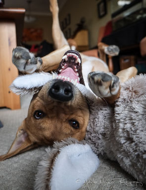 A second dog you say? Clearly we must be a little nuts...