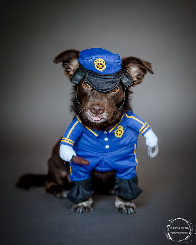 Freddy and Carmela Costumed Dog