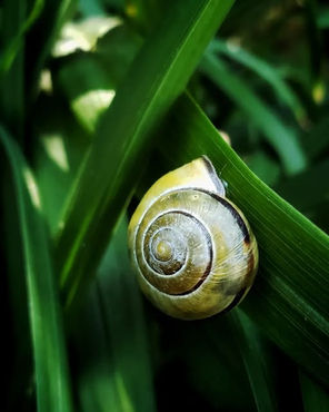 A close-up of a yellow snail with a spiral shell resting on green leaves, lush foliage in the background, evoking a tranquil, natural vibe.