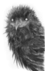 Raven
