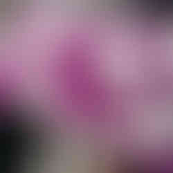 purple butterfly pillow