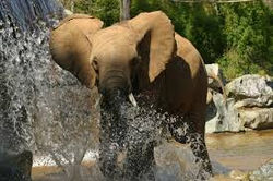 zoo La Flèche
