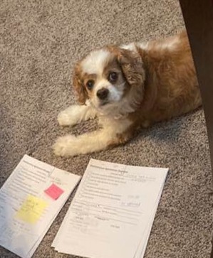 Adorable Cavalier King Charles Spaniel looks up from paperwork on the floor.
