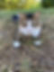 Fluffy cat laying in grass looking at the camera on a sunny day.