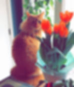 Orange cat sits next to orange tulips by a sunny window.