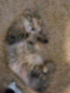 Fluffy cat sleeping peacefully on carpet, curled up comfortably, resting quietly.