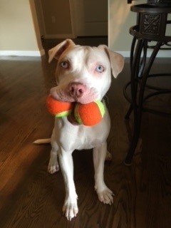 White dog sitting with two orange tennis balls in its mouth.