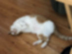 White and brown cat sleeping peacefully on wooden floor, relaxed position.