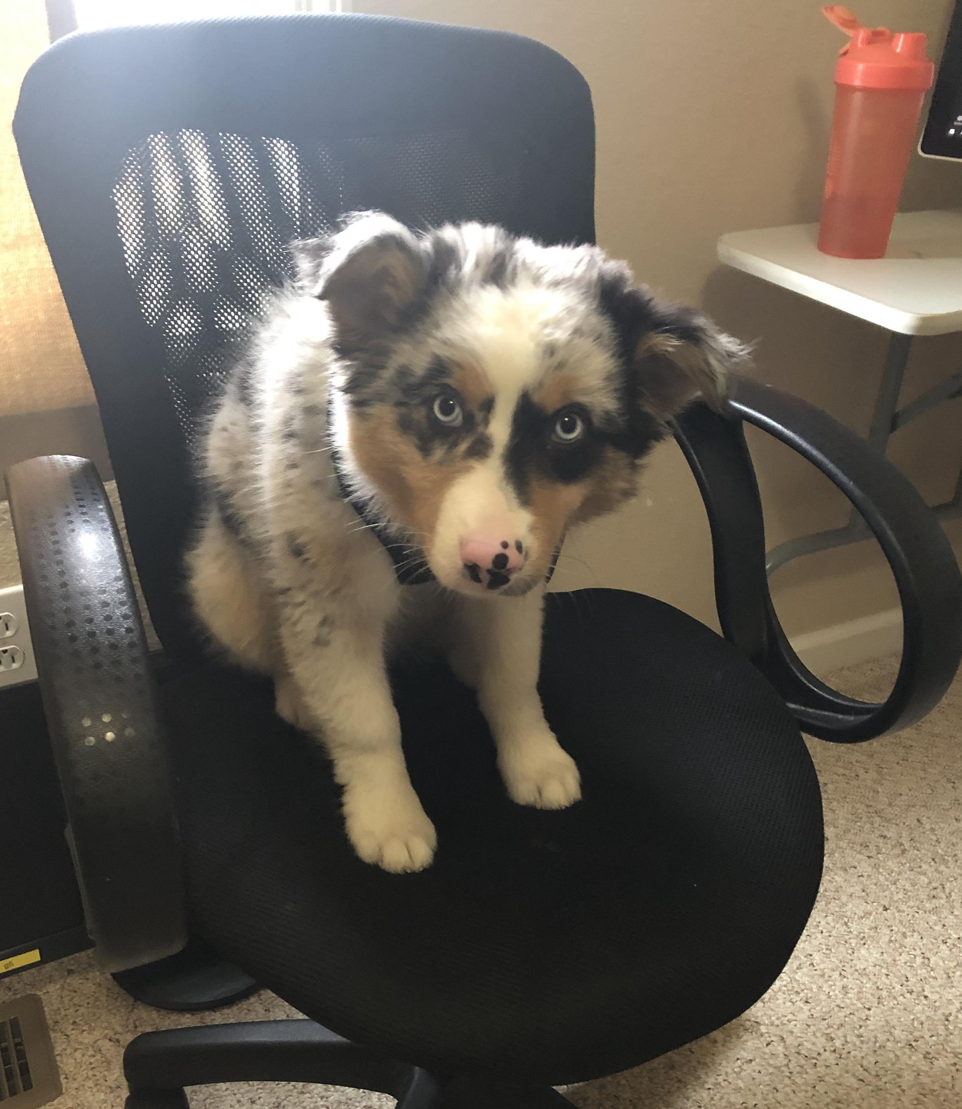 Cute dog sitting on a black office chair, looking intently at camera.