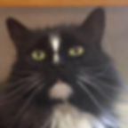 Fluffy black and white cat with green eyes looking directly at viewer.