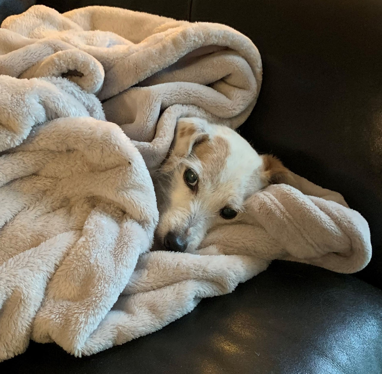 Dog relaxing in a cozy blanket on a black couch, resting comfortably.