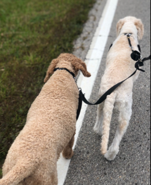 Two dogs walk side-by-side on a road with a white line.