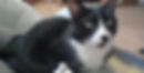 Black and white cat resting on a lap, looking at the camera indoors.