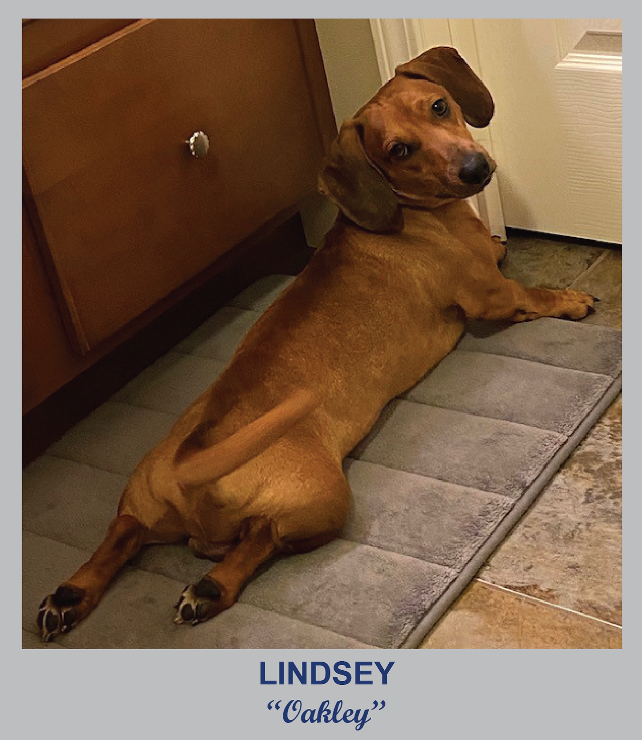 Dachshund Lindsey lounging on rug, looking at the camera indoors, cozy pose.