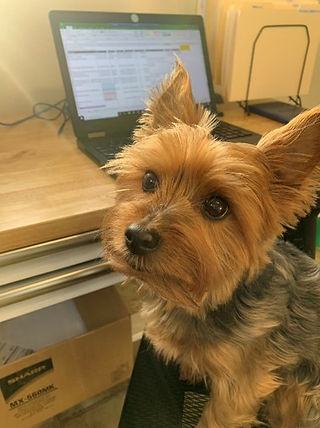 Adorable Yorkshire Terrier dog looking at the camera with laptop in the background.