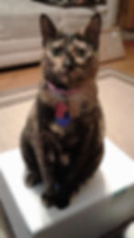 A tortoiseshell cat with a pink collar sits on a white box
