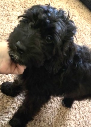 A small black dog being petted by a hand on a carpet.