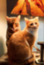 Two cats sitting together under a lit lamp, looking at the camera.