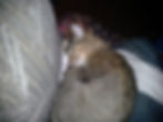Sleeping tabby cat curled up on a comfy patterned pillow and blanket.