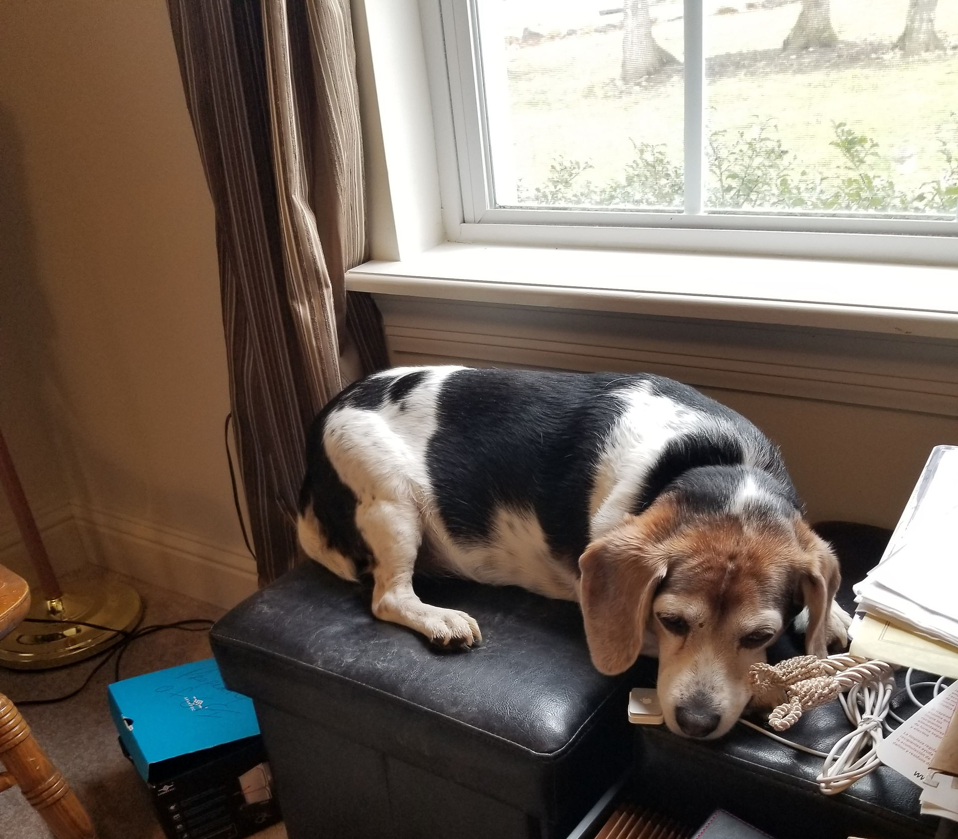 Beagle dog resting on a black ottoman near a window in a room.