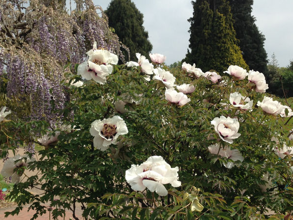 Paeonia Power