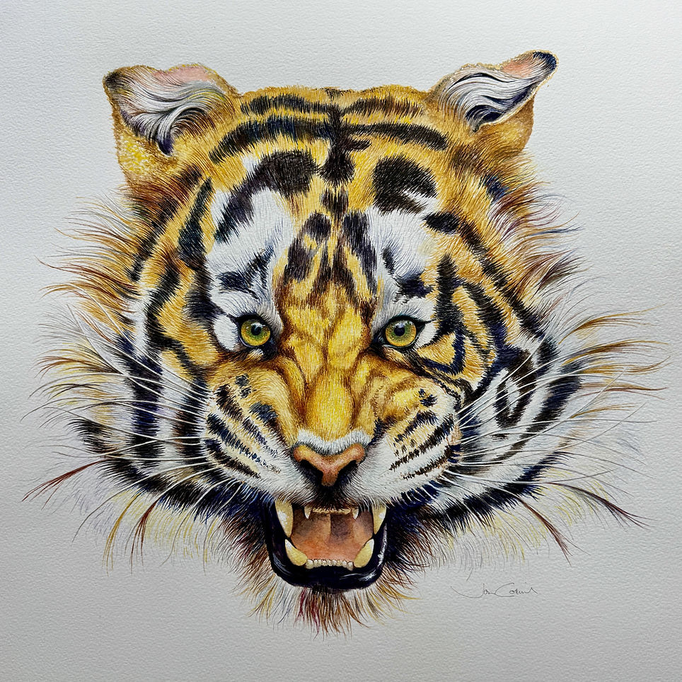 Young Tigress