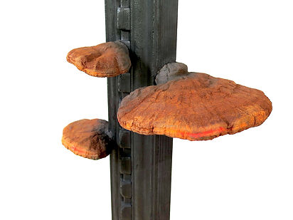 Casted Iron Polypore Fungus on Carbonized Wood.jpeg