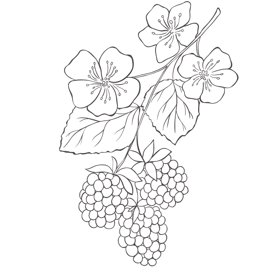 berries illustration