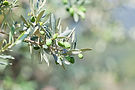Olive_Tree_Branch_original_789733 (3).jpg