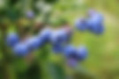 Blueberries_Ripening_On_A_Bush_original_1191506 (2).jpg