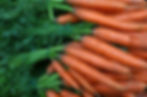 Bunches_Of_Fresh_Carrots_original_539593.jpg