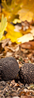 black-truffles-dry-leaves.jpg
