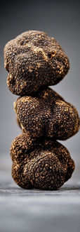 Sabatino _ The Truffle Family.jpg
