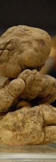White truffles from Alba, Piemonte (Italy).jpg
