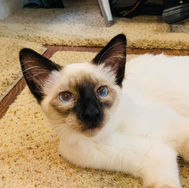 adopted7.jpg