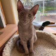 adopted14.jpg