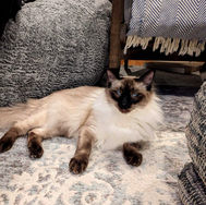 adopted15.jpg