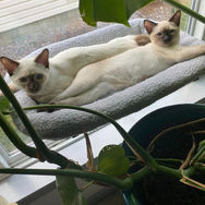adopted4.jpg