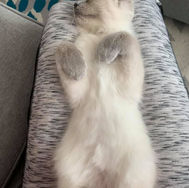 adopted6.jpg