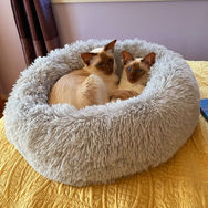 adopted10.jpg