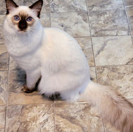 adopted18.jpg