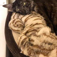adopted1.jpg