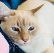 adopted8.jpg